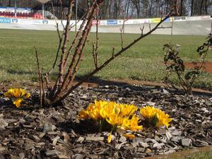 Frühlingsboten im Rad- und Reitstadion (Bild: 2/11)